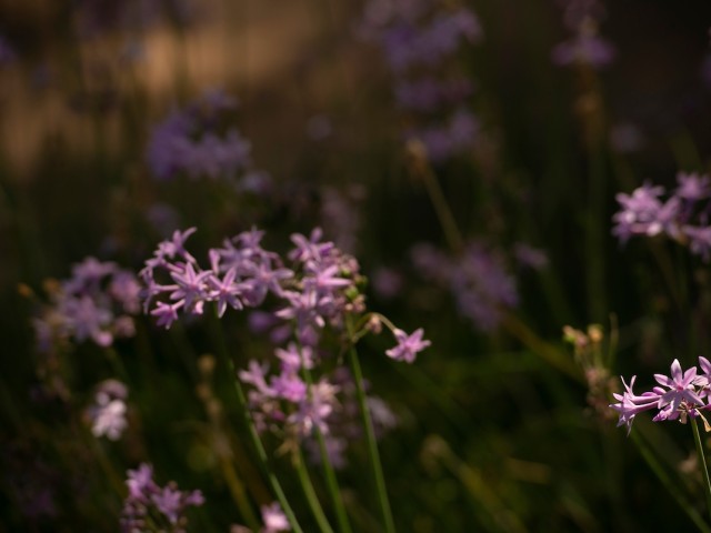 Soft pink flowers with green stems against a blurred, dark background.