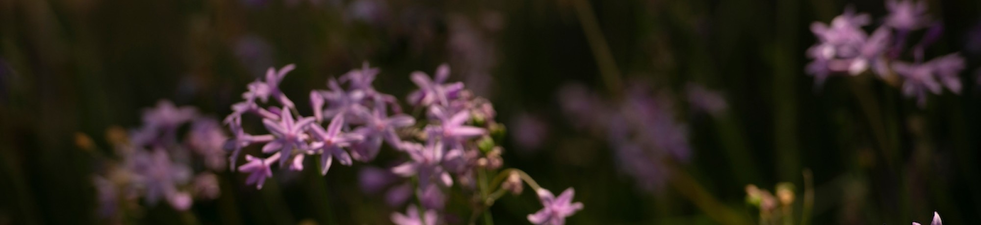 Soft pink flowers with green stems against a blurred, dark background.